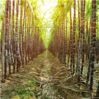 Rainforest Sugarcane Fragrance Oil 295